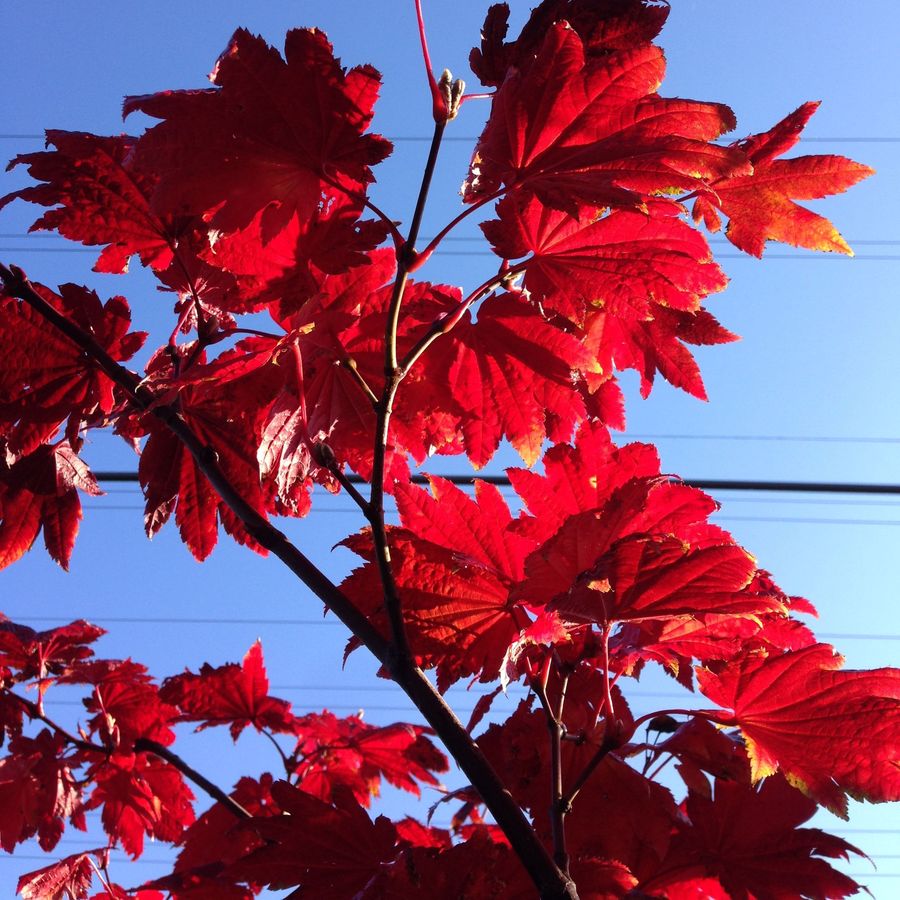 Japán juhar Acer japonicum 'Vitifolium'